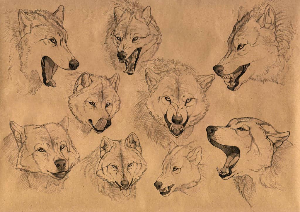 DrawingEl5lvtvvu6c= Wolf What Are the Best Tips for Capturing Emotion and Expression in Art