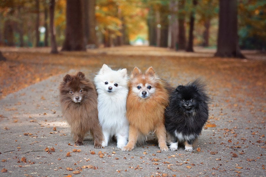 How Do Tiny Pomeranians Differ From Standard Pomeranians