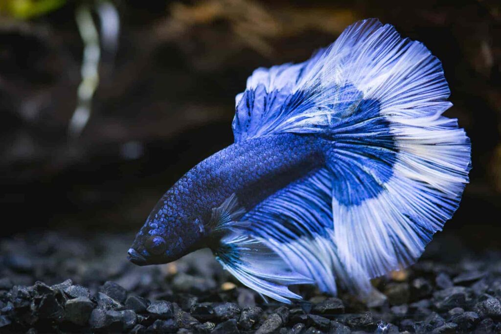 What are the most popular cute fish species